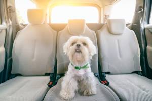 Pet Taxi Service